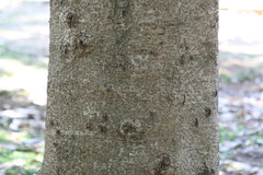 Saraca thaipingensis